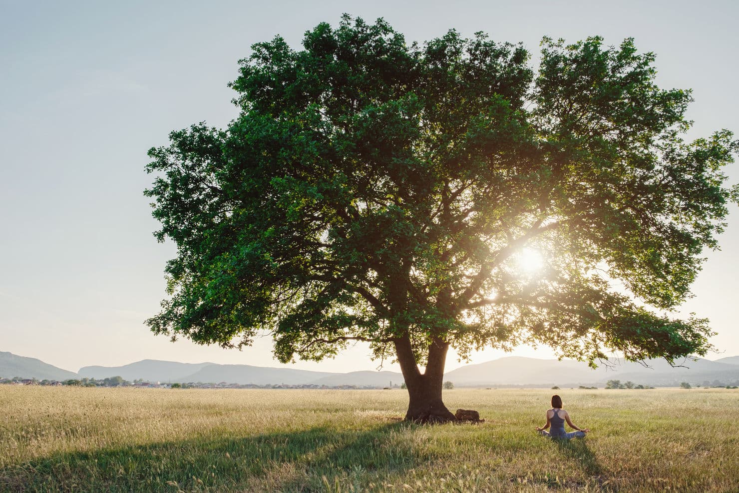 Image of a tree